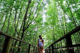 Previously known as likas swamp or likas mangrove and later kota kinabalu city bird sanctuary, the centre came foremost out of 20. Kota Kinabalu Wetland Centre 2021 All You Need To Know Before You Go With Photos Tripadvisor