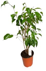 Image result for Ficus benjamina