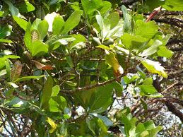 Image result for Gardenia imperialis