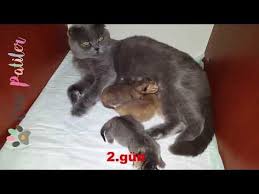 Yavru Kedinin Dogumu Ve 40 Gun Boyunca Her Gun Gelisimi Youtube Yavru Kediler Kedi Sevimli Kediler