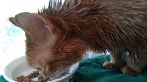 Organic quality coconut oil is a real must have for cat owners. Paws And Spas How To Apply Coconut Oil To Cats Skin Cat Checkup