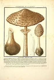 Comment congeler les cèpes frais? Macrolepiota Procera Wikipedia