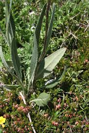 Image result for Senecio speciosus