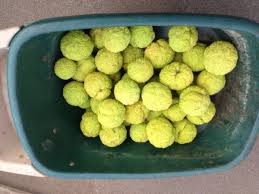 The stems exude a milky sap when cut. What To Do With Hedge Apples Hedge Apple Christmas Trees Hubpages