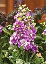 8 Cool Weather Plants Hydrangea Flower Arrangements Plants Summer Flowers Garden