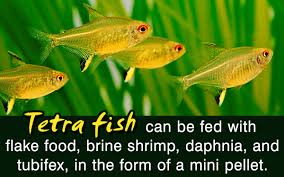 However, some owners prefer to feed their fish twice a day. How Often To Feed Tetra Fish Pet Ponder