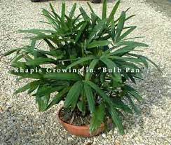 It is great for growing in usda zones 8b (15 to 20 f) to 11 (above 40 f). Lady Palm Plant Care How To Grow The Broadleaf Rhapis Excelsa Palm