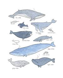 Whale Print Nautical Nursery Whale Decor Wall Art Whale