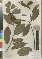 Image result for Landolphia landolphioides