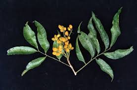 Image result for Trichilia