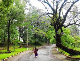 Care for a jacaranda tree almost always includes pruning. Rohan K Abraham On Twitter Jack And Randa Are Just Not Leaving Me Alone Manipur Imphal Kangla Fort Jacaranda Indiatrail Roadtrip