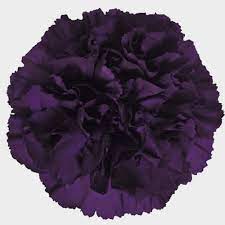 Flower purple dark purple flower dark purple dark flower flowers nature flora colorful bloom petals high definition picture garden spring plant stamens blossom green background fresh beautiful petal tulip fickleness yellow vibrant tulips macro floral holland keukenhof violet blue pink color detail bouquets. Deep Purple Carnations