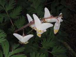 Image result for Maerua becquetii