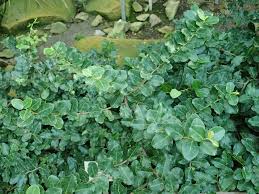 Image result for Mystroxylon