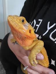 4k and hd video ready for any nle immediately. Bearded Dragon Craigslist Gifted Me Lol Lizards Morphmarket Reptile Community