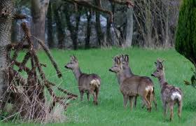 Fields that grow a large quantity of. Deer Damage To Plants Down To Earth