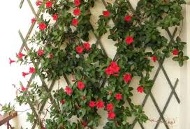 Ecco quali sono le 10 piante sempreverdi più belle e facili da curare per avere in casa un angolo di natura che possa restare verde e rigoglioso per tutto l'inverno. Piante Con Fiori Rossi Pagina 4 Di 5