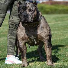 Huge Pitbull Puppies For Sale Blue Nose Pitbulls Merle Tri Lilac Chocolate Black White Color P Pitbull Puppies For Sale Pitbull Puppies White Pitbull Puppies