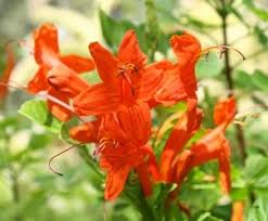 Image result for Tecoma capensis