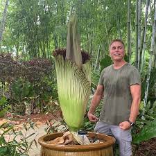 Rare Corpse Flower Blooms In Loxahatchee Wpec