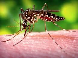 Image result for Dengue