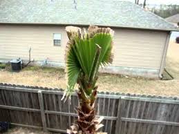 +great assortment +buy quality +20 experience in shipping plants. Washingtonia Robusta Palm Tree Youtube