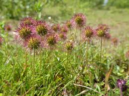 Image result for Sarcophyte piriei