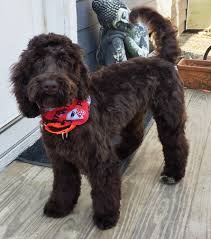 Explore our photo gallery to see all of our dog and puppy photos, and keep up with our daily doodles by following us on instagram and facebook! Touchstone Home