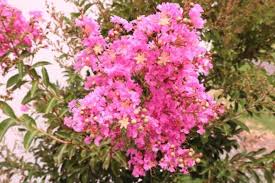 Decided i wanted to take out the crepe myrtle to plant something. Lagerstroemia Lipan Crepe Myrtle The Tree Shop Nursery Melbourne