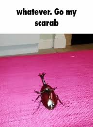 Whatever Go My Scarab Assyst GIF - Whatever Go my scarab Scarab Assyst -  Discover & Share GIFs