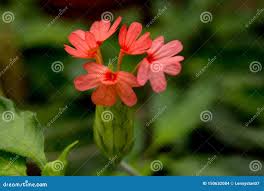 Image result for Crossandra nilotica