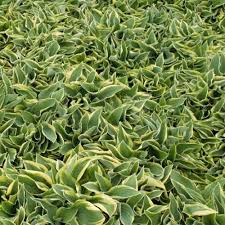 Hostas are exceedingly popular perennials in today's gardens due to. The 19 Best Hosta Varieties For A Shady Yard Gardener S Path