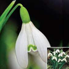 Snowdrop Michigan Bulb Bulb Flowers Flower Garden Plans Grape Growing Trellis