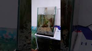 Selain bentuknya yang unik, produk ini juga. Model Aquarium Unik Youtube