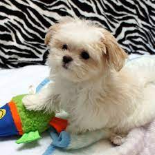 1 female & 2 male yorki poos for $2500.00 ea Mi Ki Puppy White Apricot Long Coat Cute Dogs And Puppies Miki Dog Cute Dogs