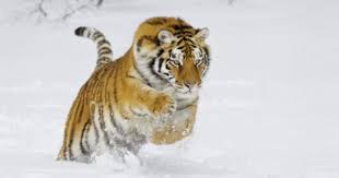 Amur Tiger In Winter Snow Photographic Print Allposters Com Amur Tiger Tiger Winter Snow