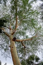 Image result for Acacia xanthophloea