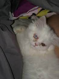 John froning and andrea mercer are licensed mn veterinarians, treating all types of pets. Persian Cat Shipping Rates Services