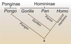 Stammesgeschichte Des Menschen Wikipedia