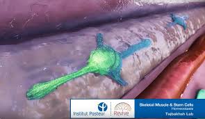 Overall size 8 1/2 x 11 inches. Revive Short Films On Stem Cells Eurostemcell