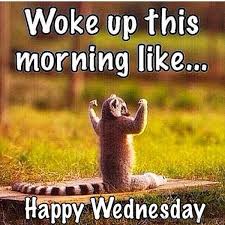 Love this pic's pictures can be used on facebook, tumblr, pinterest, twitter, and others. Funny Tuesday Morning Work Quotes Dogtrainingobedienceschool Com