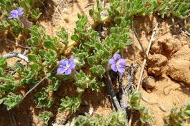 Image result for Aptosimum procumbens