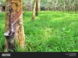 The rubber plantation in malaysia was started in malaysia in 1877. Latex Rubber Tree Image Photo Free Trial Bigstock