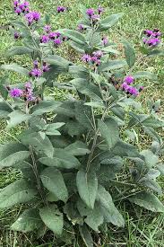 Missouri Ironweed | Illinois Pollinators
