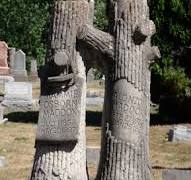 Tree Stump Tombstones – GeologyWriter.com