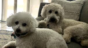 Scott Riopelle and Cindy Quintana's Wedding Website