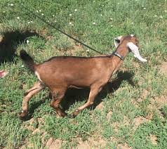 We did not find results for: Training On The Goat Milking Stand Backyard Goats