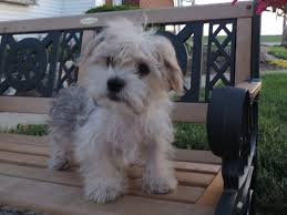 Below you will find a list of havanese breeders located in ohio. Pin On Havanese Chico Baby