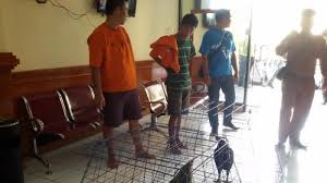 Sparing jenis ayam escolin vs ayam bari merupakan latihan tanding ayam.untuk melatih fisik,mental ayam #sparingayam. Sebelum Diadu Ayam Filipina Diberi Obat Kuat Tribun Timur