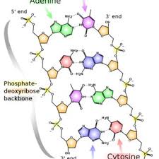 Maybe you would like to learn more about one of these? 1 A Schematic View Of A Dna Double Helix Structure Two Single Dna Download Scientific Diagram